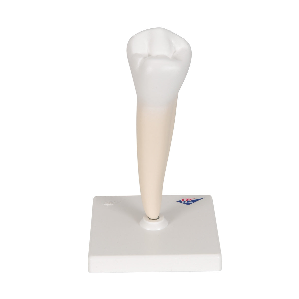Lower Single-Root Pre-Molar Tooth Model