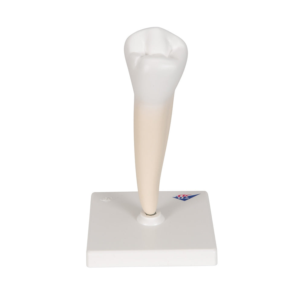 Lower Single-Root Pre-Molar Tooth Model