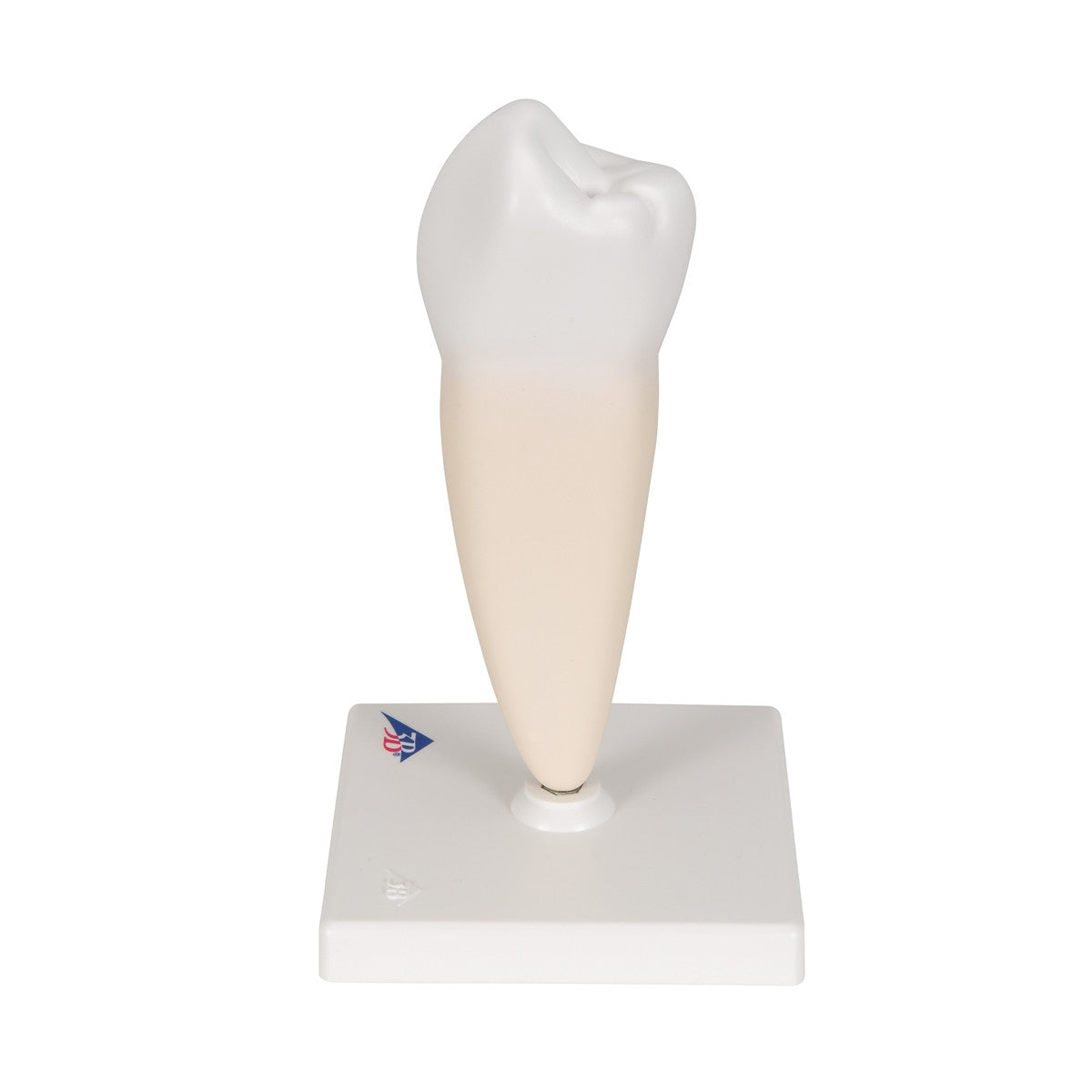 Lower Single-Root Pre-Molar Tooth Model