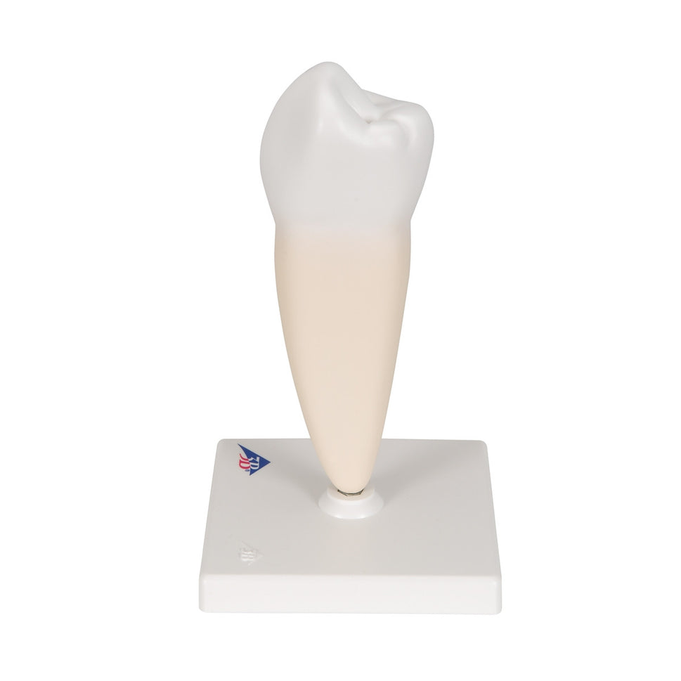 Lower Single-Root Pre-Molar Tooth Model
