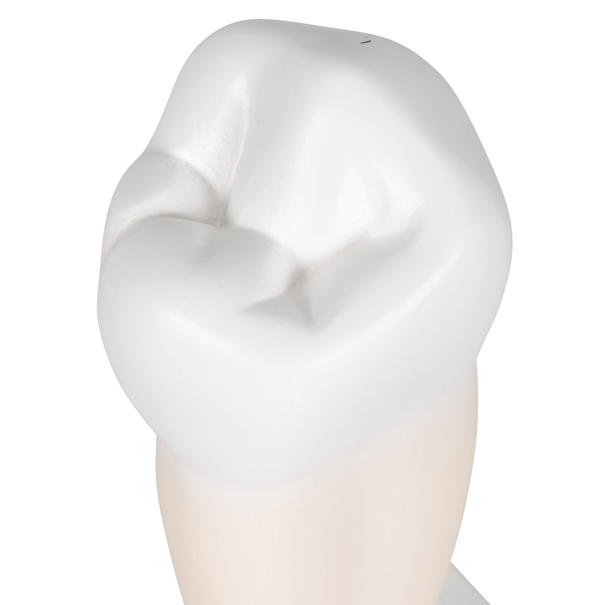 Lower Single-Root Pre-Molar Tooth Model