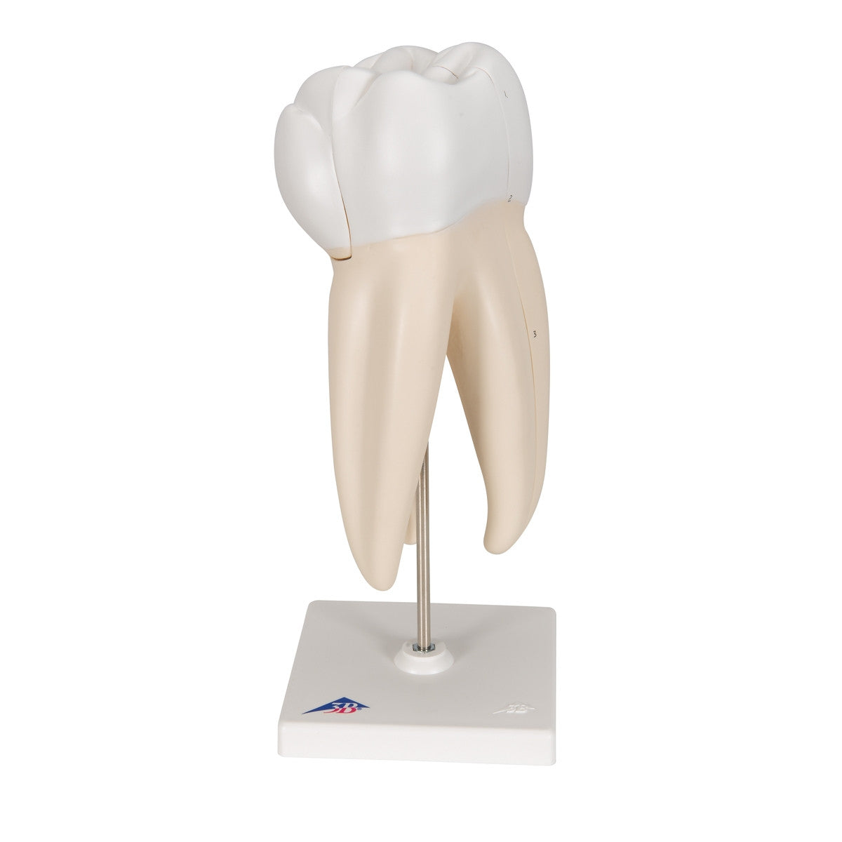 Upper Triple-Root Molar Tooth Model (3 part)