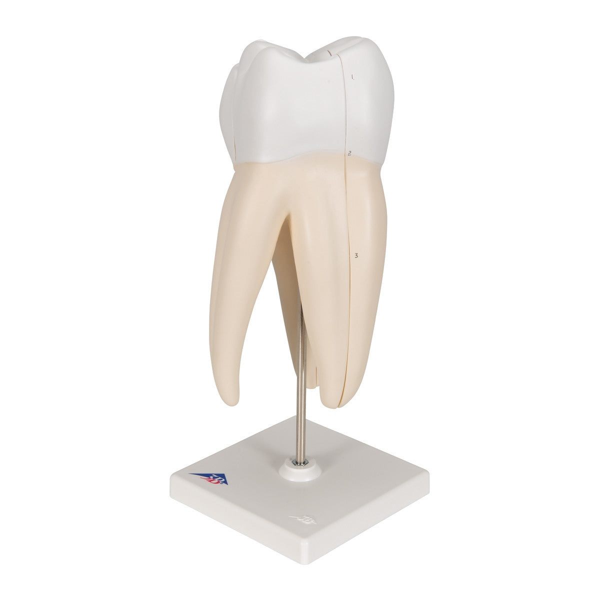 Upper Triple-Root Molar Tooth Model (3 part)