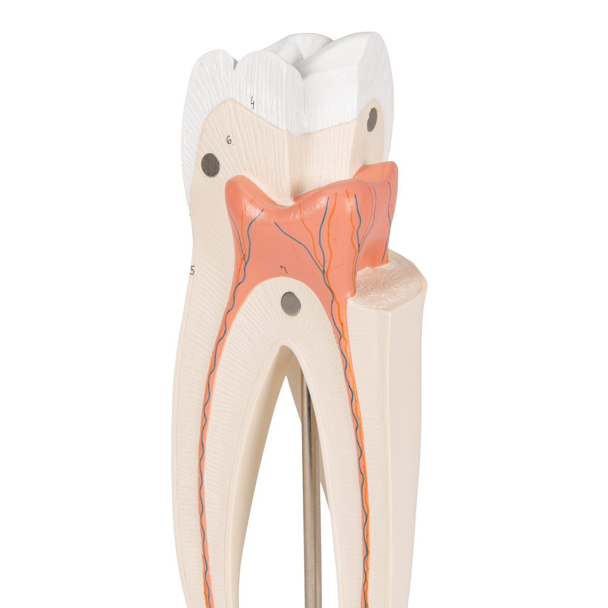 Upper Triple-Root Molar Tooth Model (3 part)