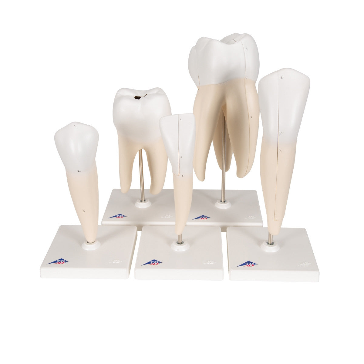 Classic Tooth Anatomical Model Series (5 part)