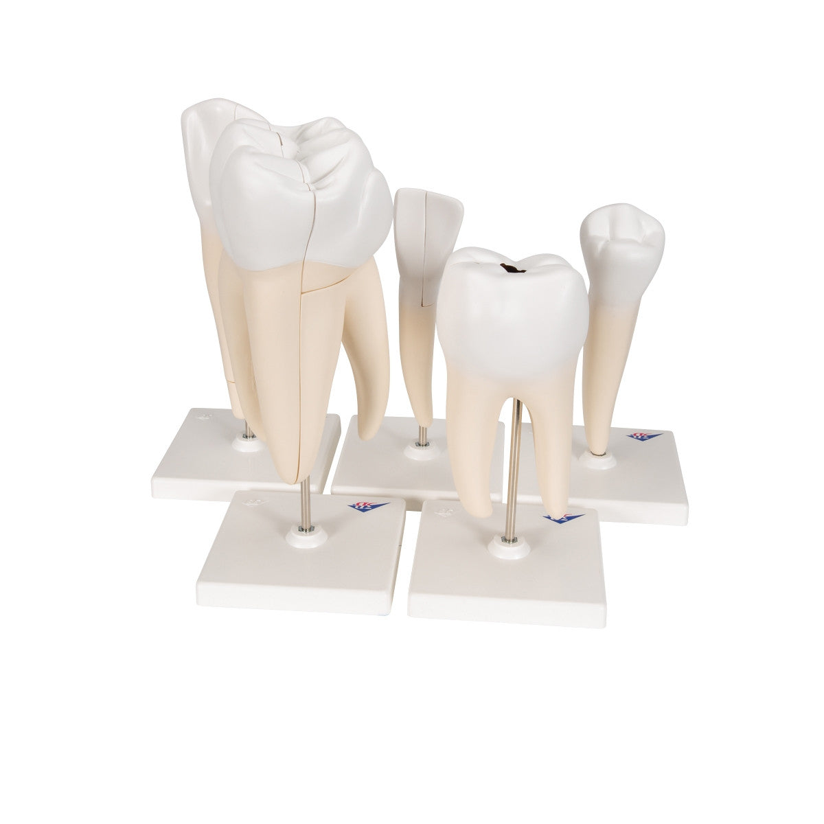 Classic Tooth Anatomical Model Series (5 part)