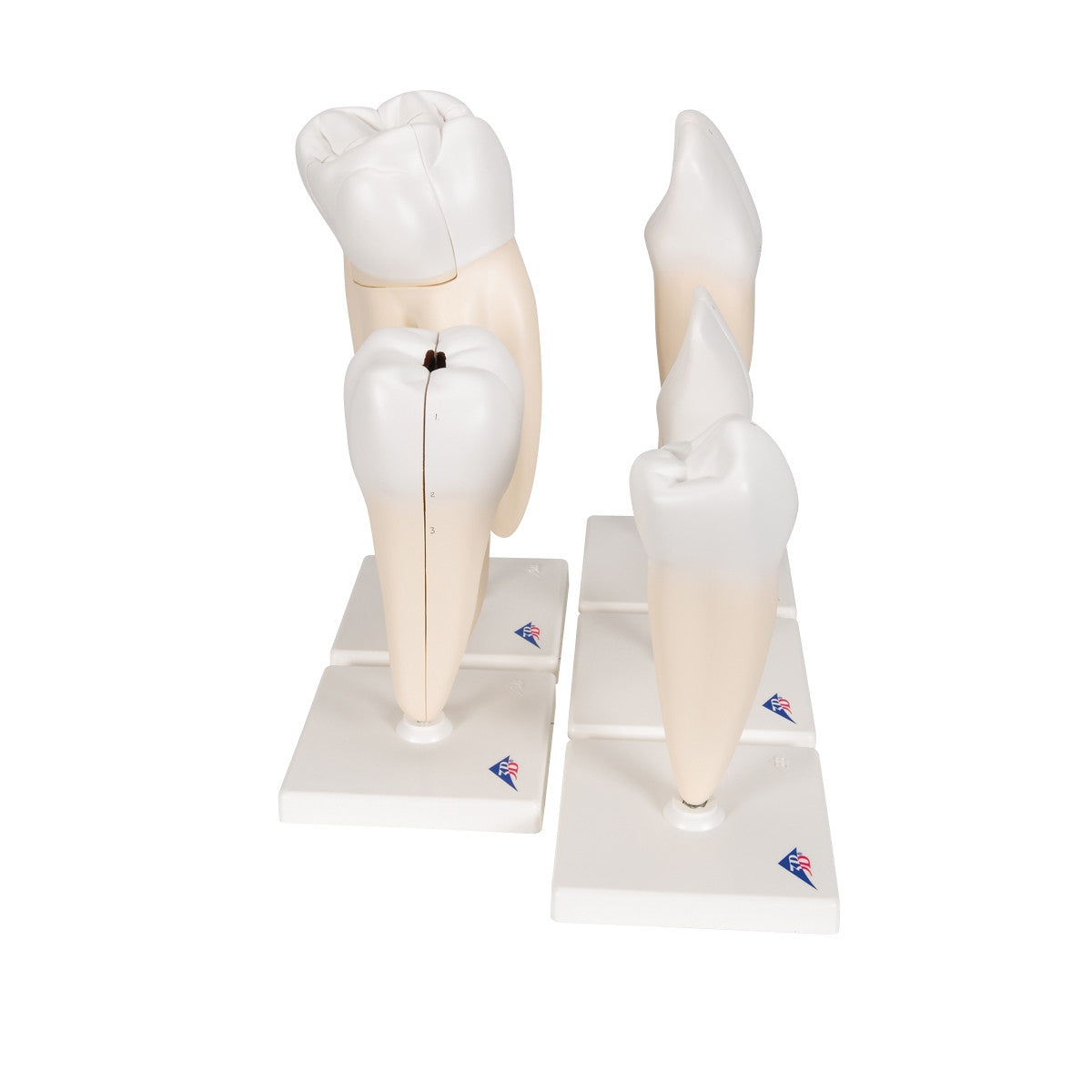 Classic Tooth Anatomical Model Series (5 part)
