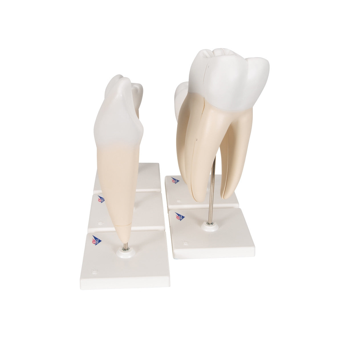 Classic Tooth Anatomical Model Series (5 part)