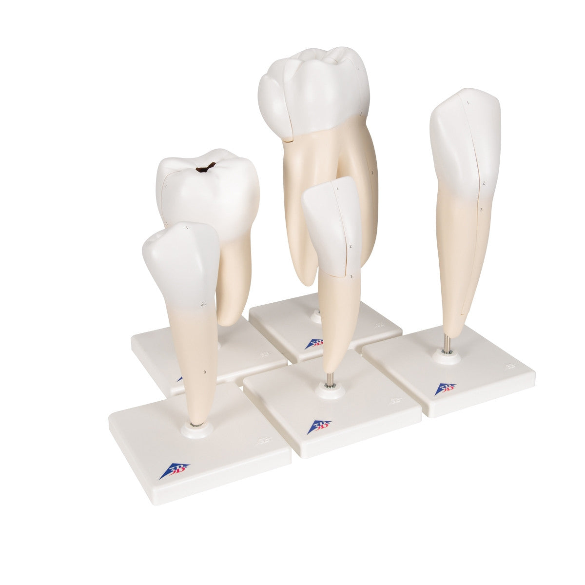 Classic Tooth Anatomical Model Series (5 part)