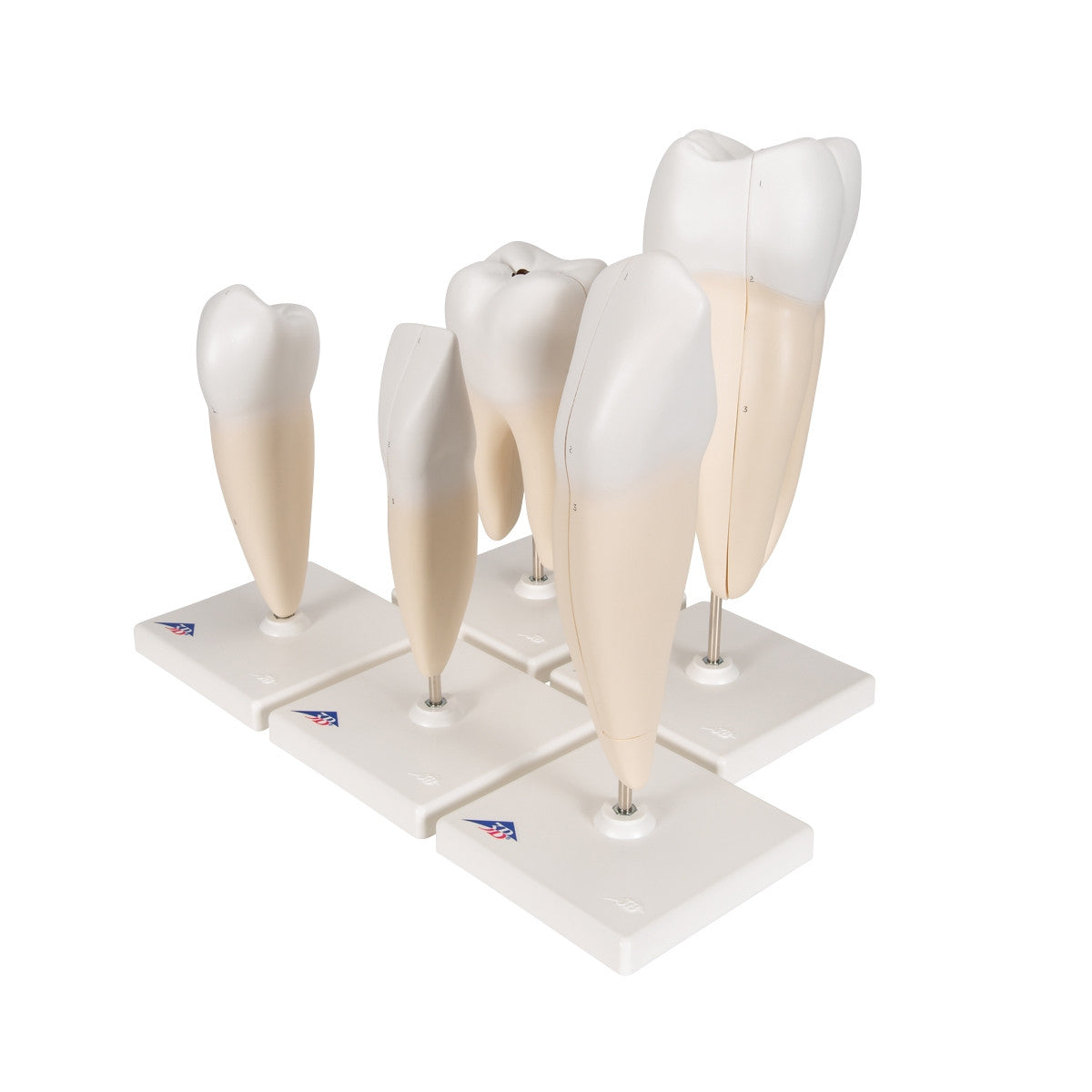 Classic Tooth Anatomical Model Series (5 part)