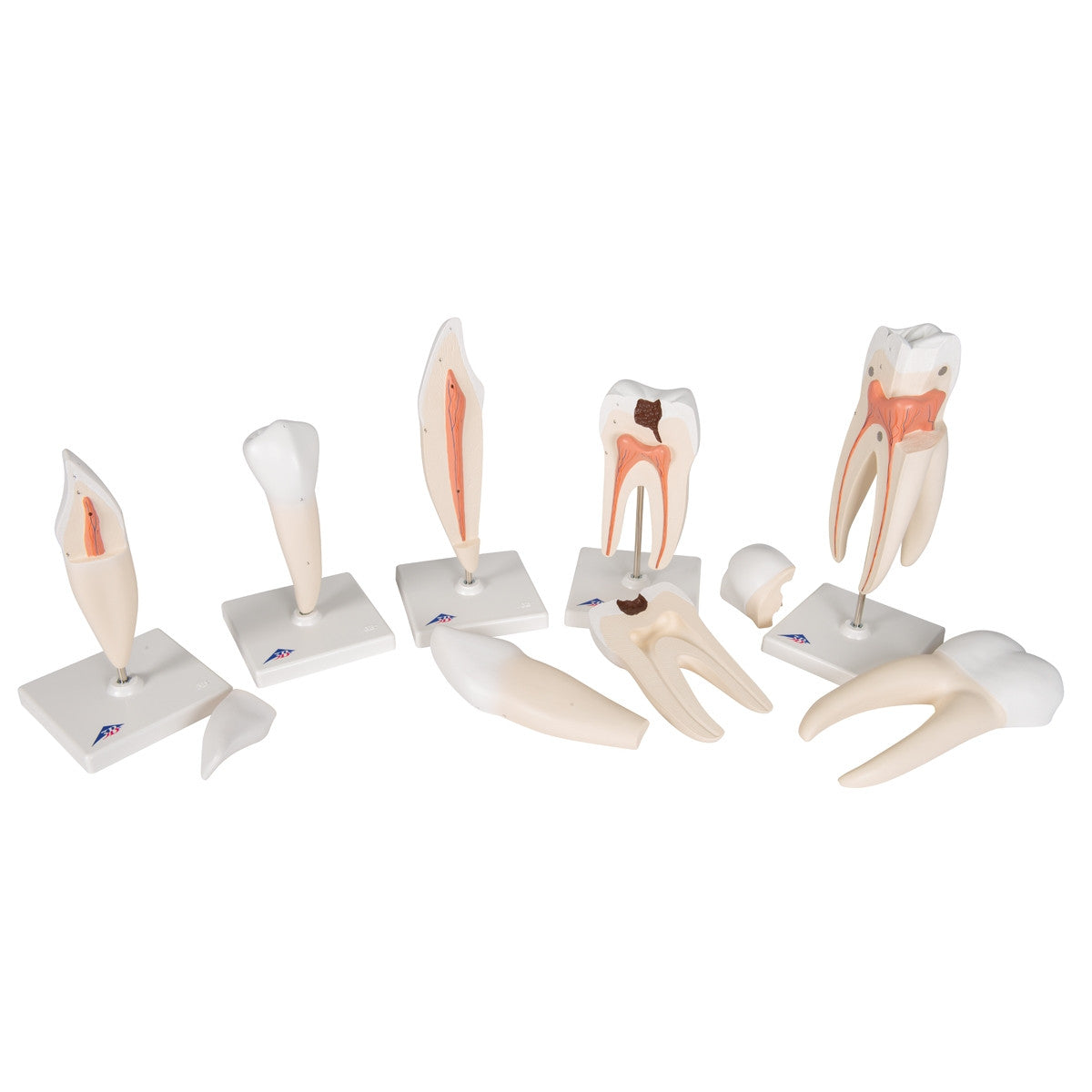 Classic Tooth Anatomical Model Series (5 part)