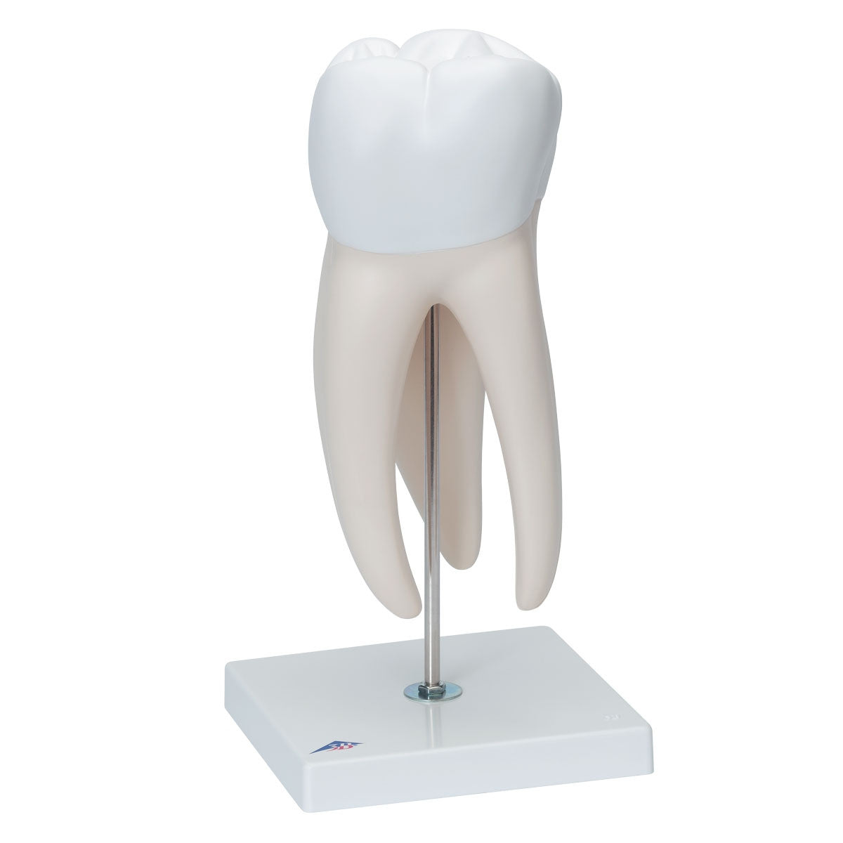 Giant Molar Model with Dental Cavities (15 times life size, 5 part)