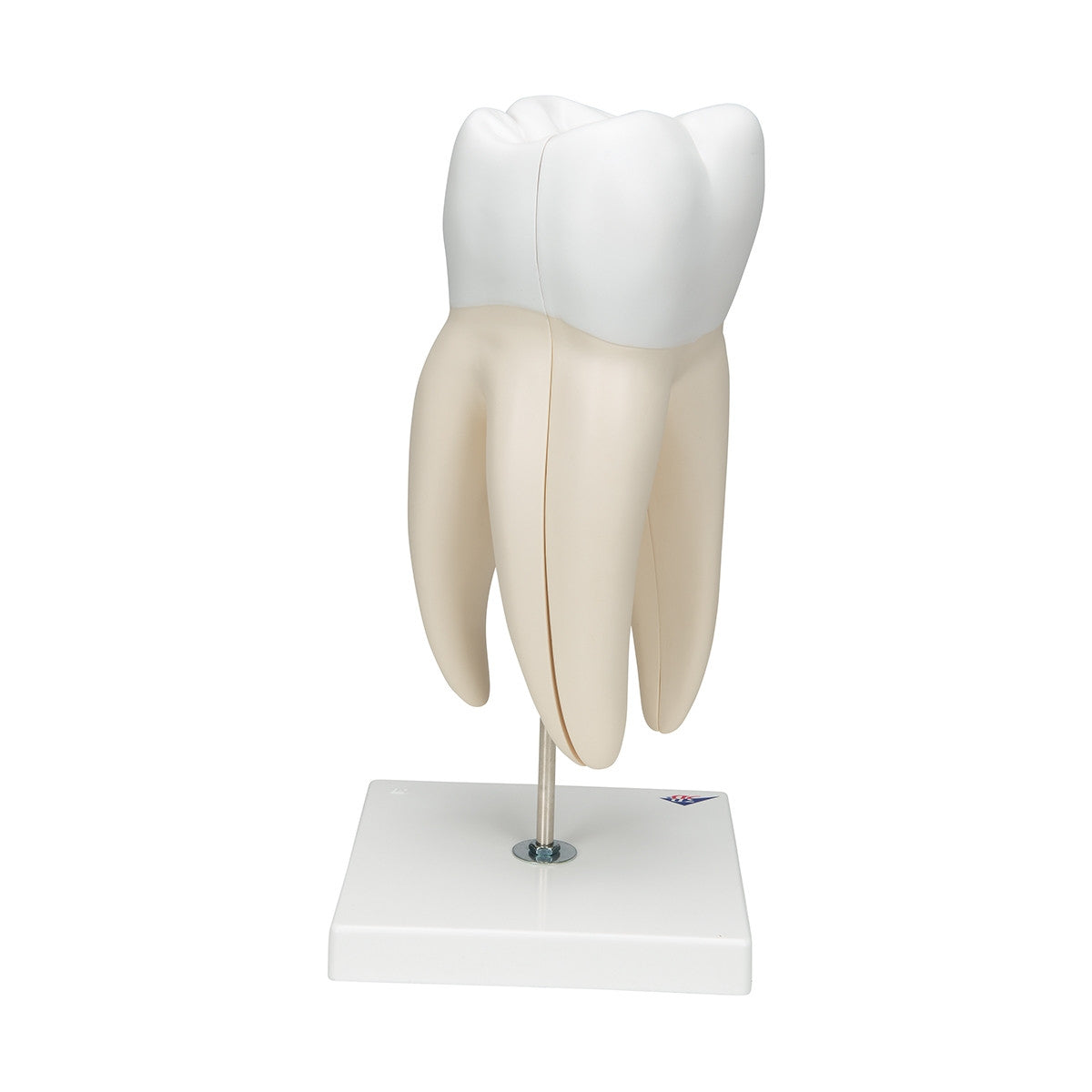 Giant Molar Model with Dental Cavities (15 times life size, 5 part)