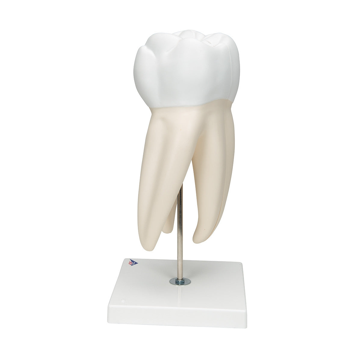 Giant Molar Model with Dental Cavities (15 times life size, 5 part)