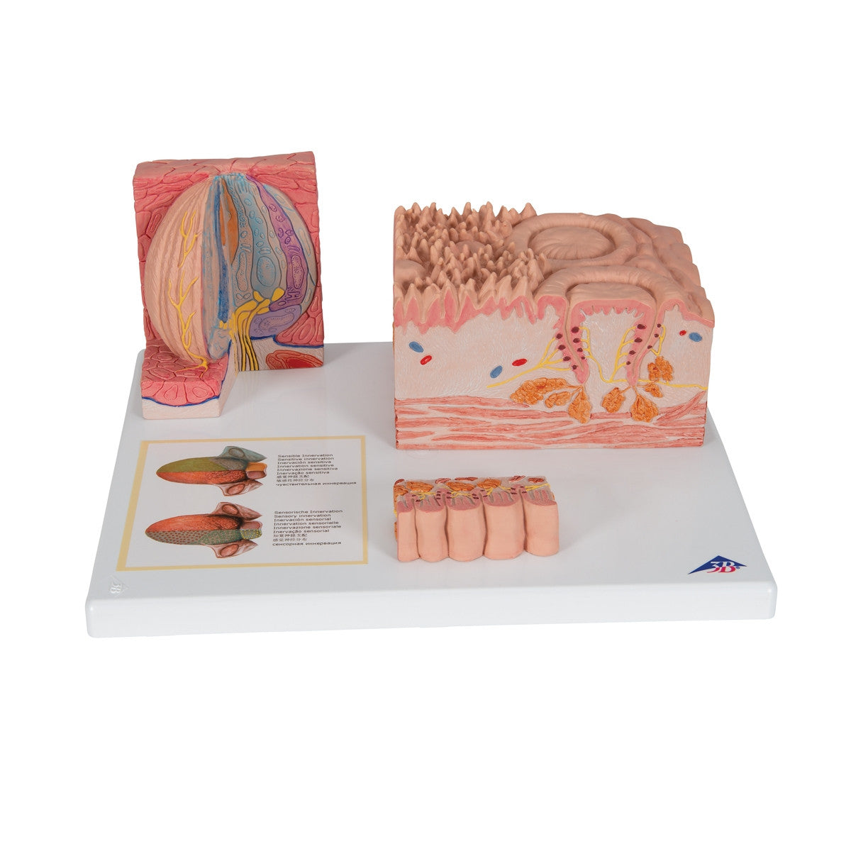 3B MICROanatomy Tongue Model