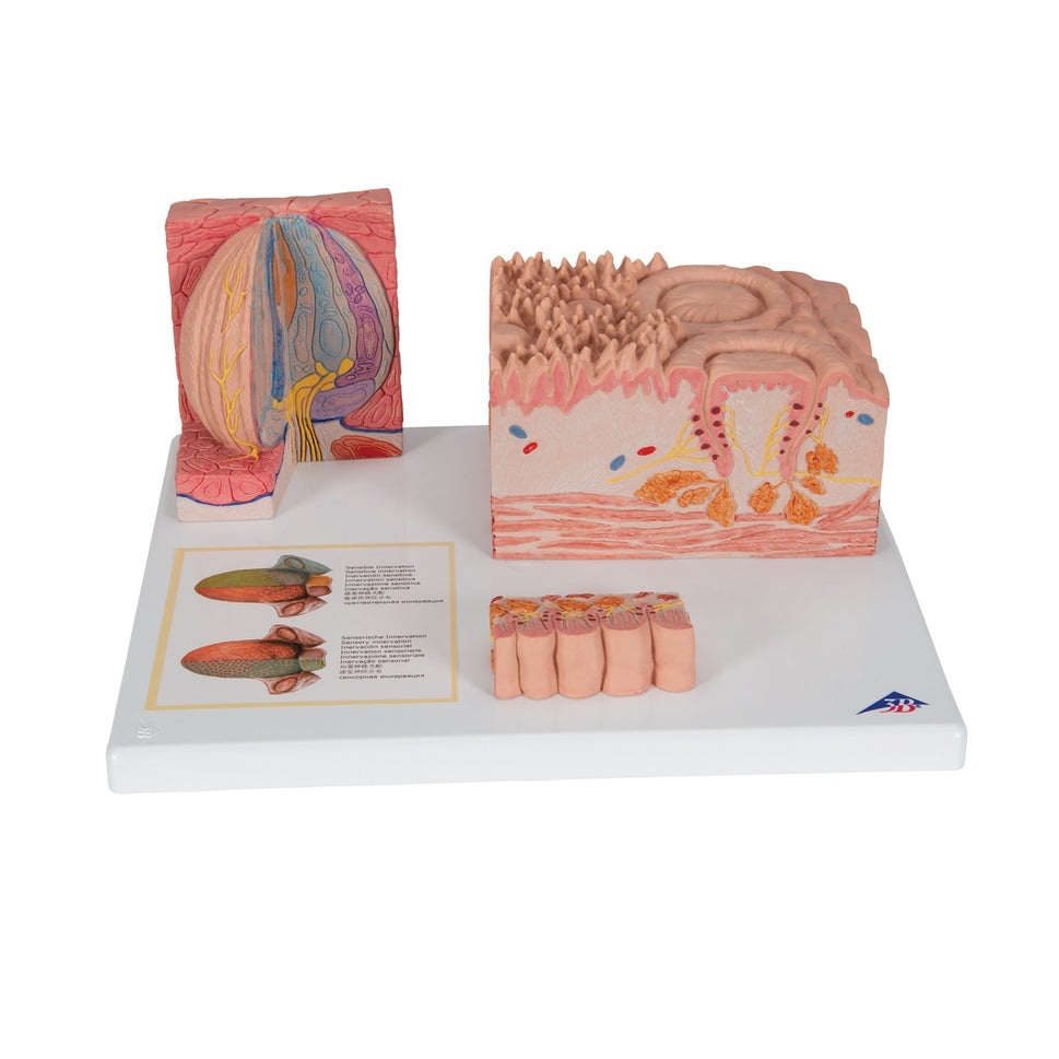 3B MICROanatomy Tongue Model