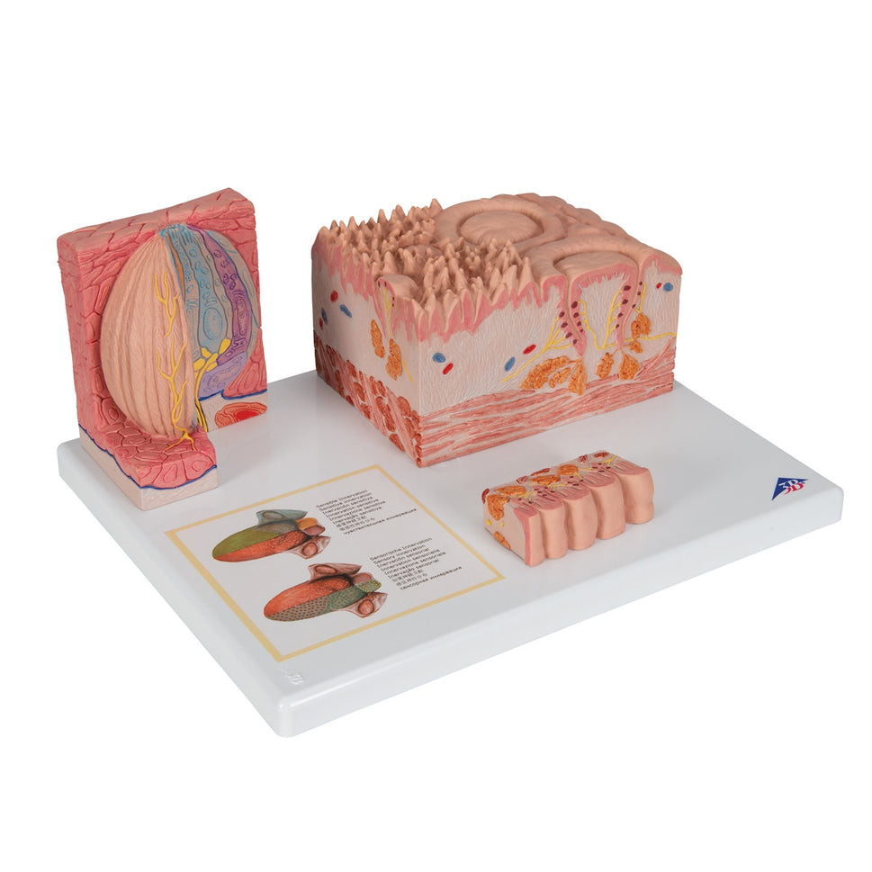 3B MICROanatomy Tongue Model