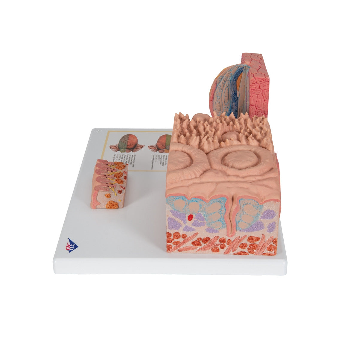 3B MICROanatomy Tongue Model