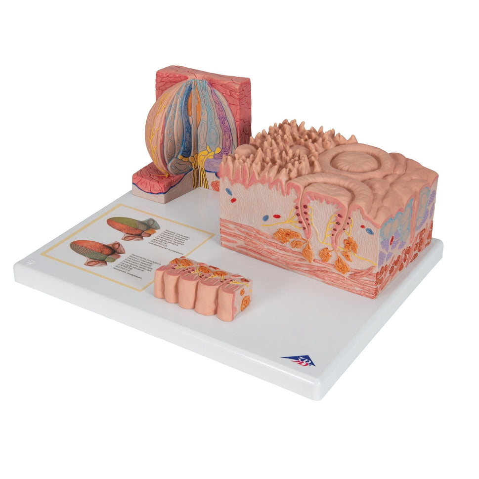 3B MICROanatomy Tongue Model