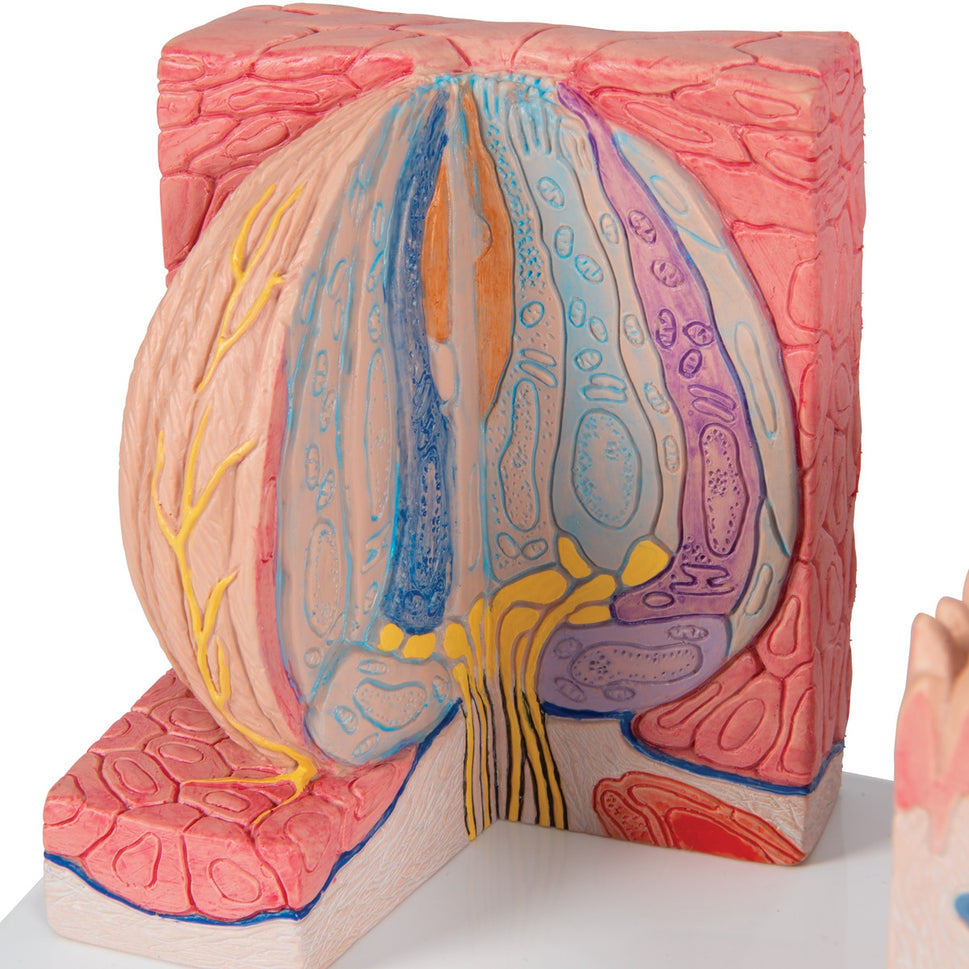 3B MICROanatomy Tongue Model