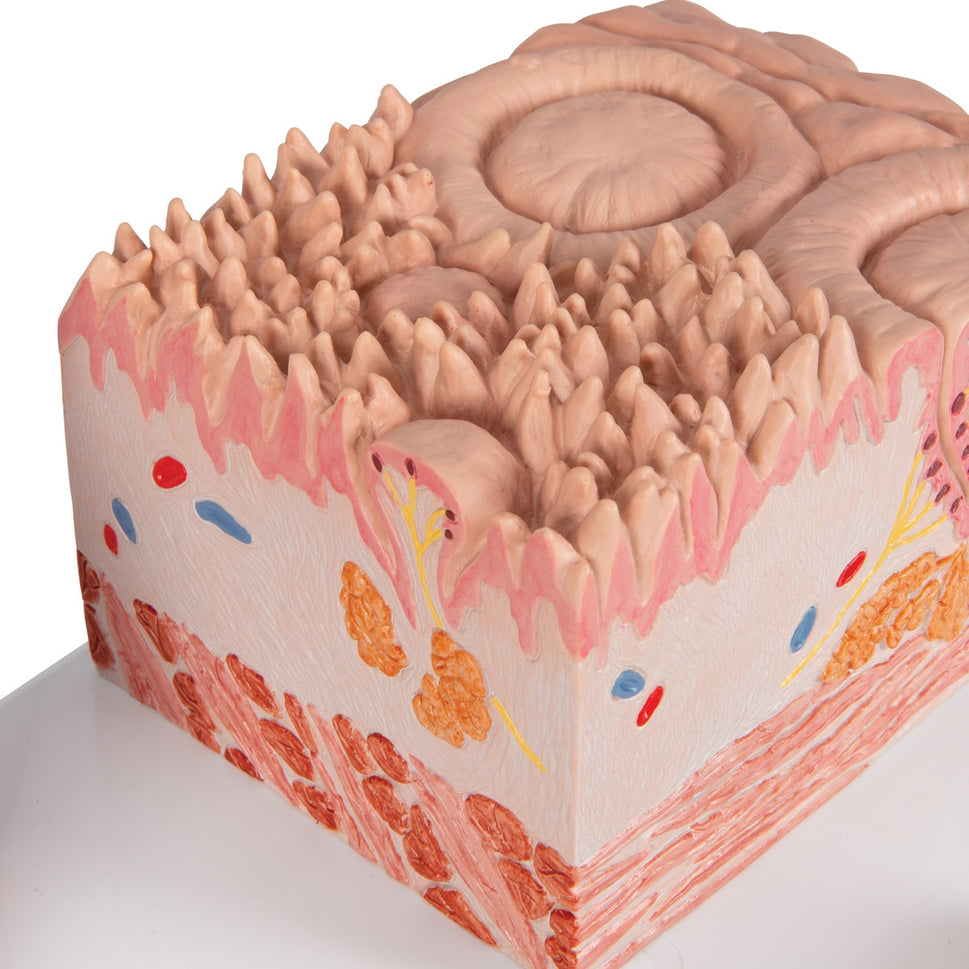 3B MICROanatomy Tongue Model