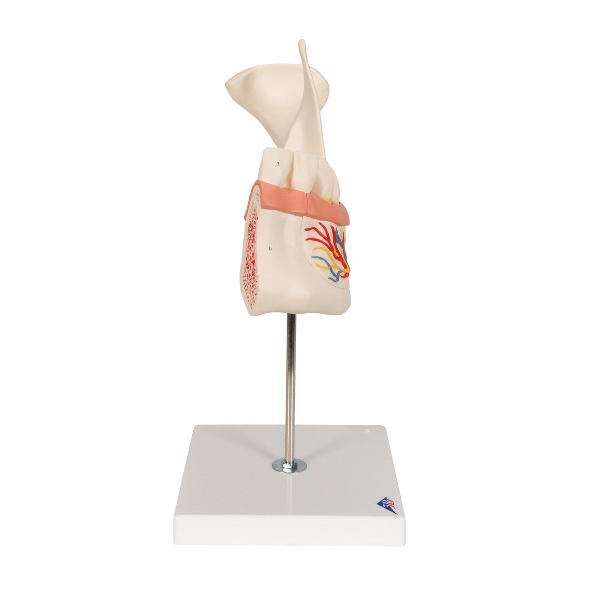 Half Lower Jaw Model (3 times full size, 6 part)