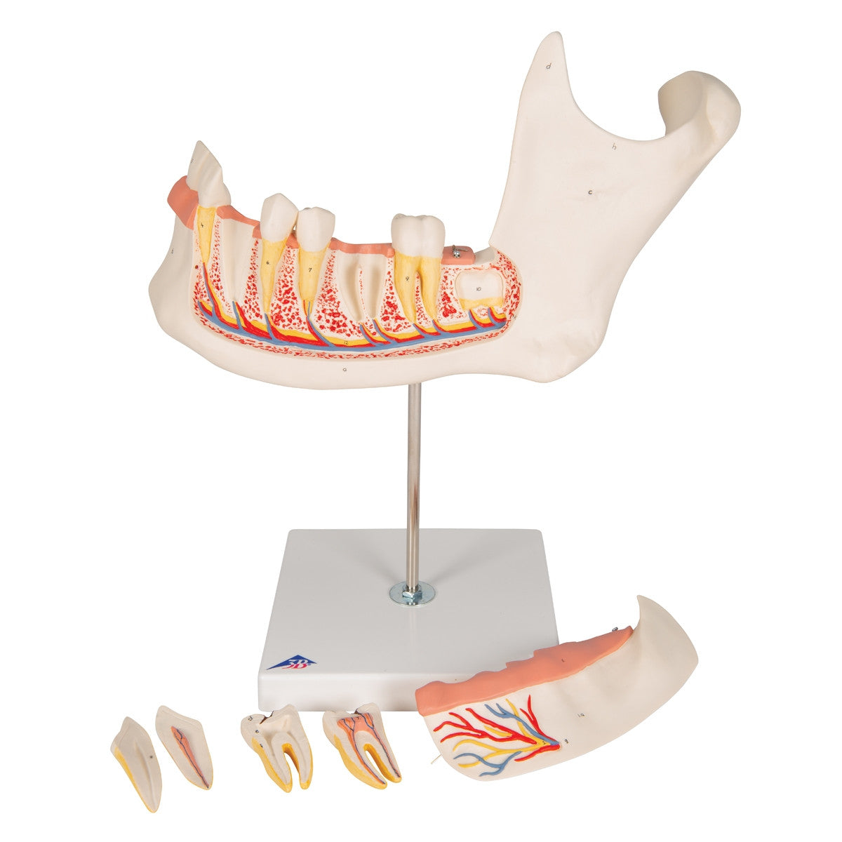 Half Lower Jaw Model (3 times full size, 6 part)
