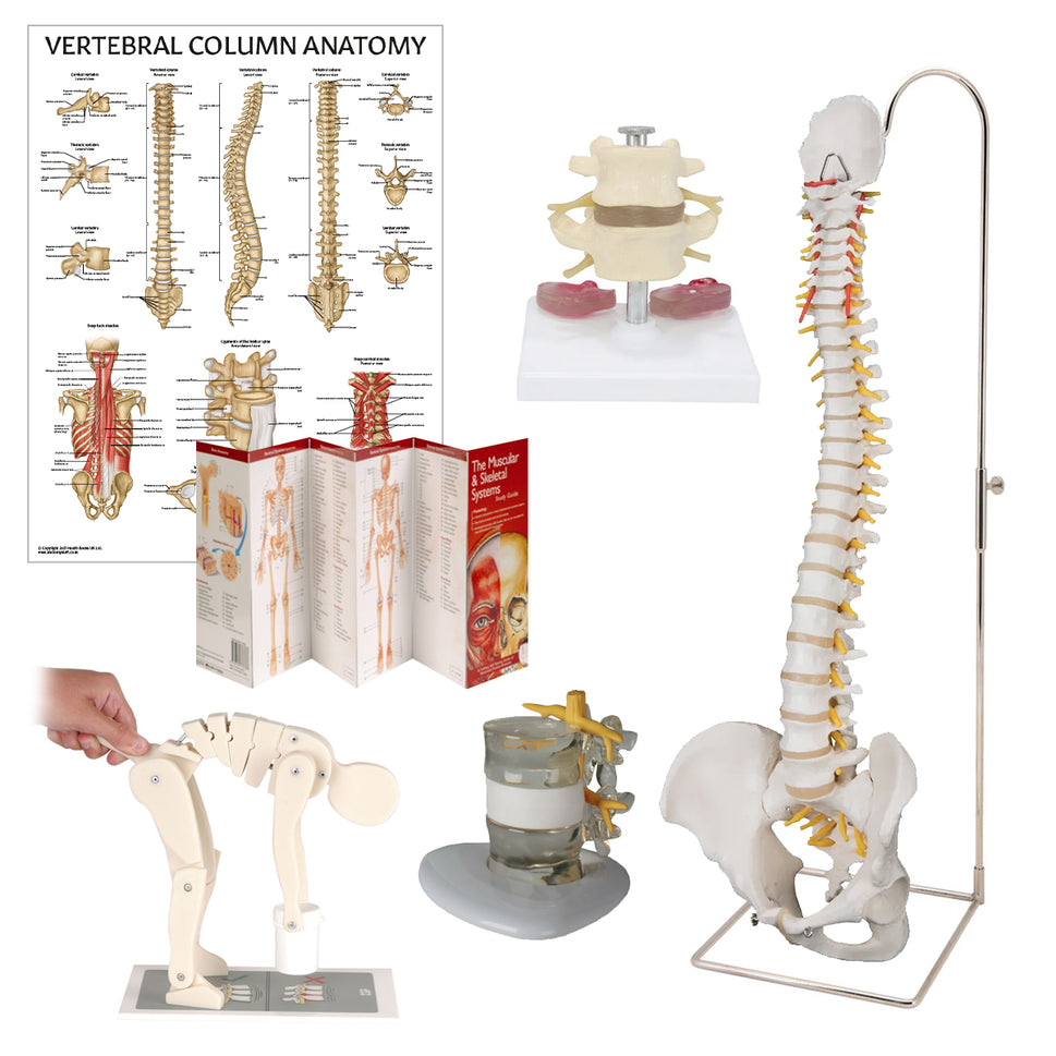 Deluxe Manual Handling Demonstration Kit