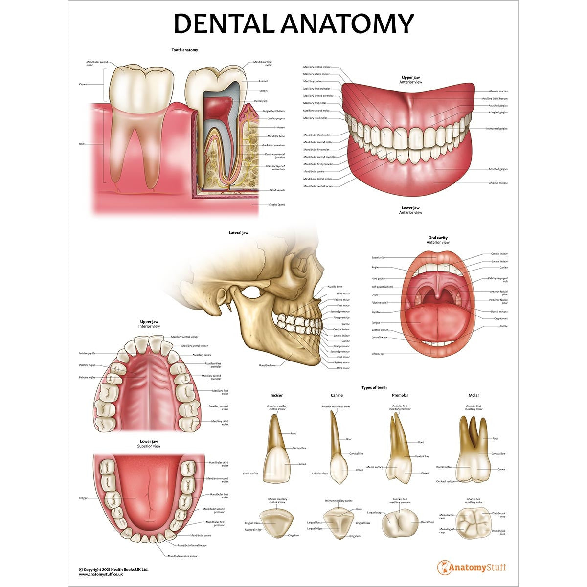 Dental Anatomy & Pathology Collection