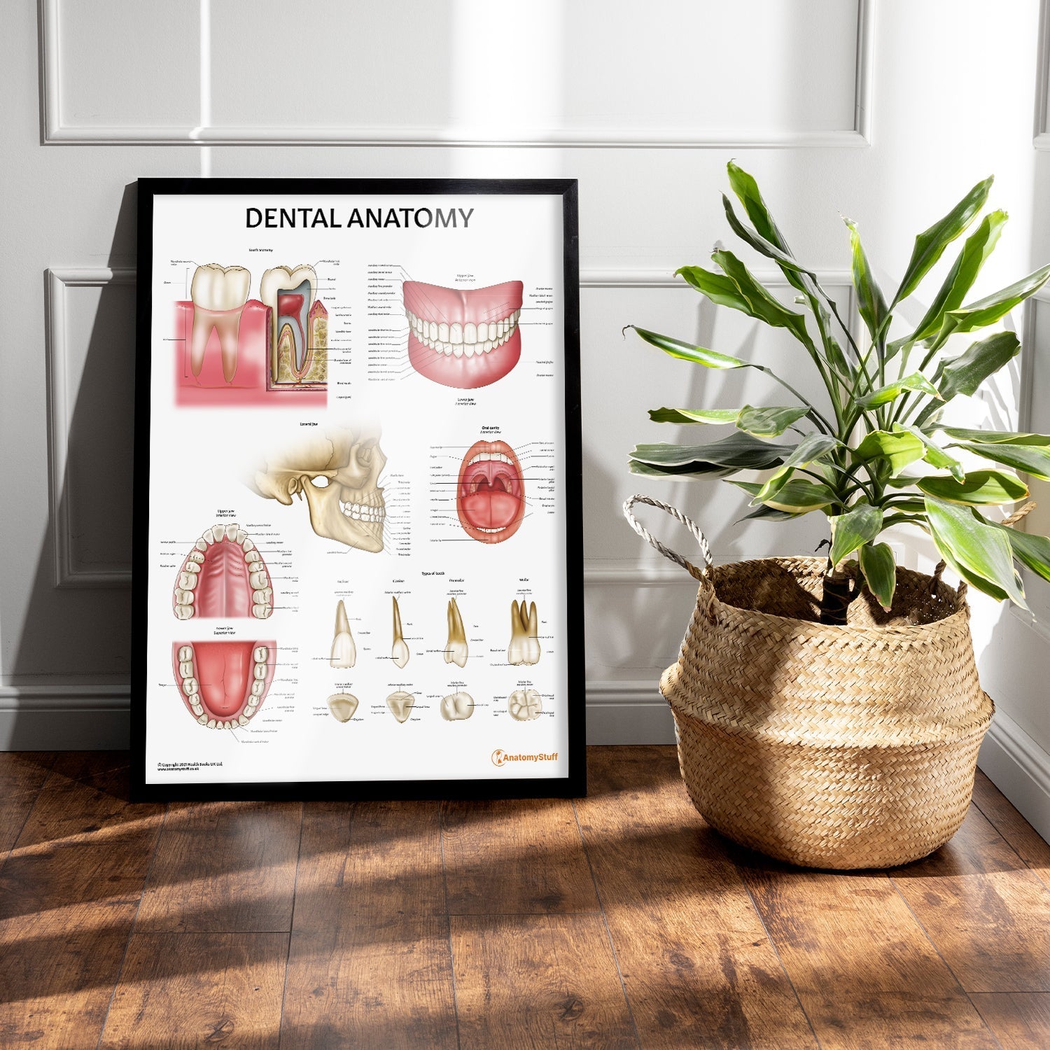 Dental Anatomy Chart / Poster - Part of Collection