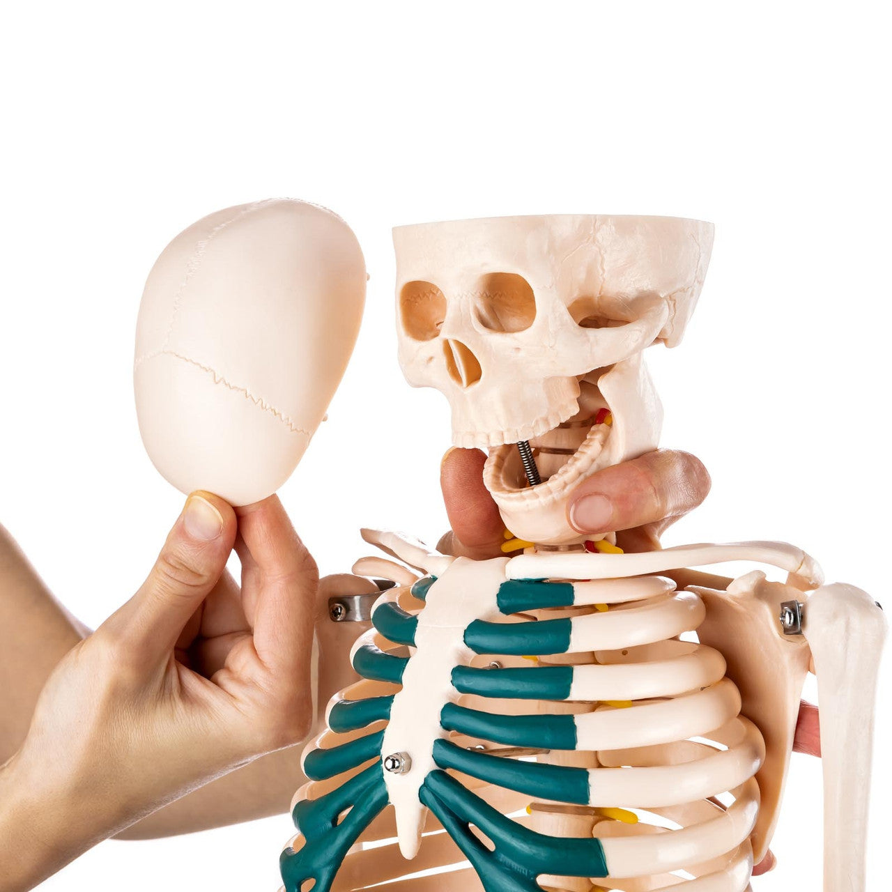 Budget Half Size Skeleton Model with Spinal Nerves