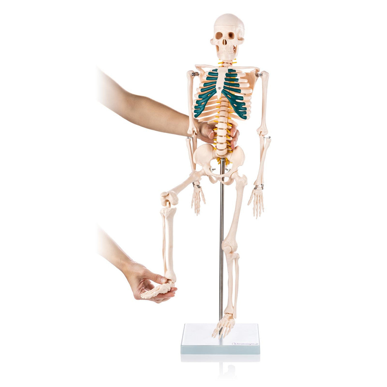 Budget Half Size Skeleton Model with Spinal Nerves
