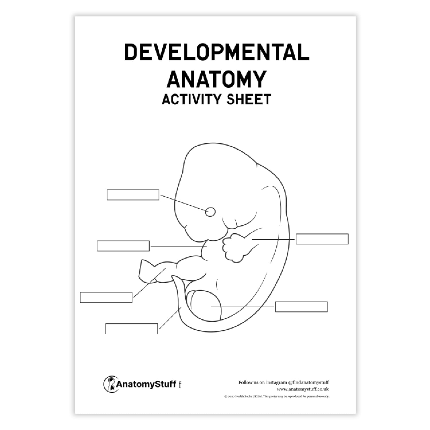 Developmental Anatomy Activity Sheet PDF