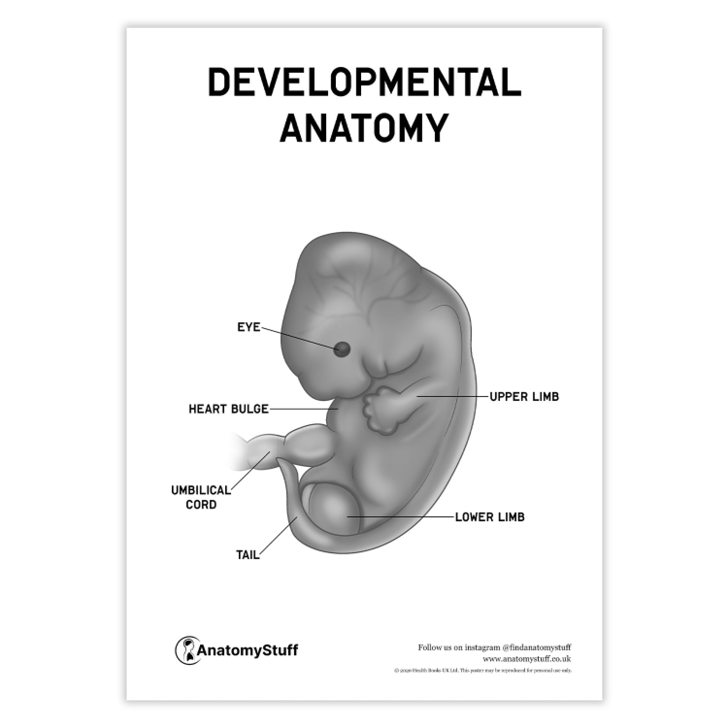 Developmental Anatomy Poster PDF