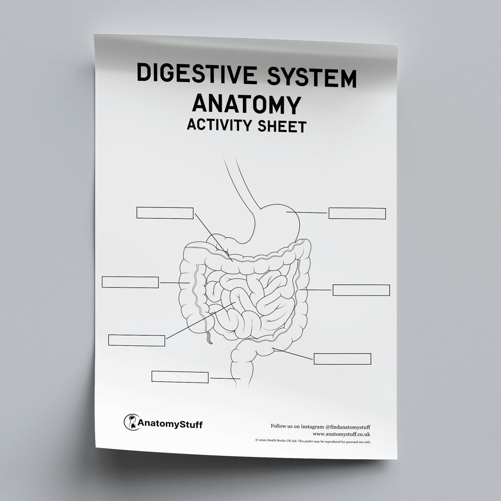 Digestive System Anatomy Activity Sheet PDF