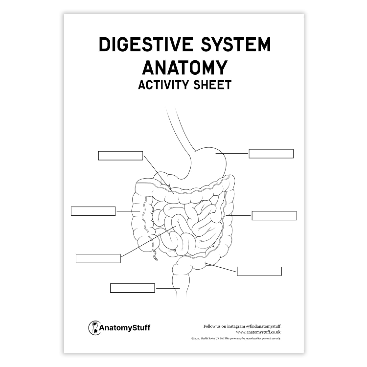Digestive System Anatomy Activity Sheet PDF
