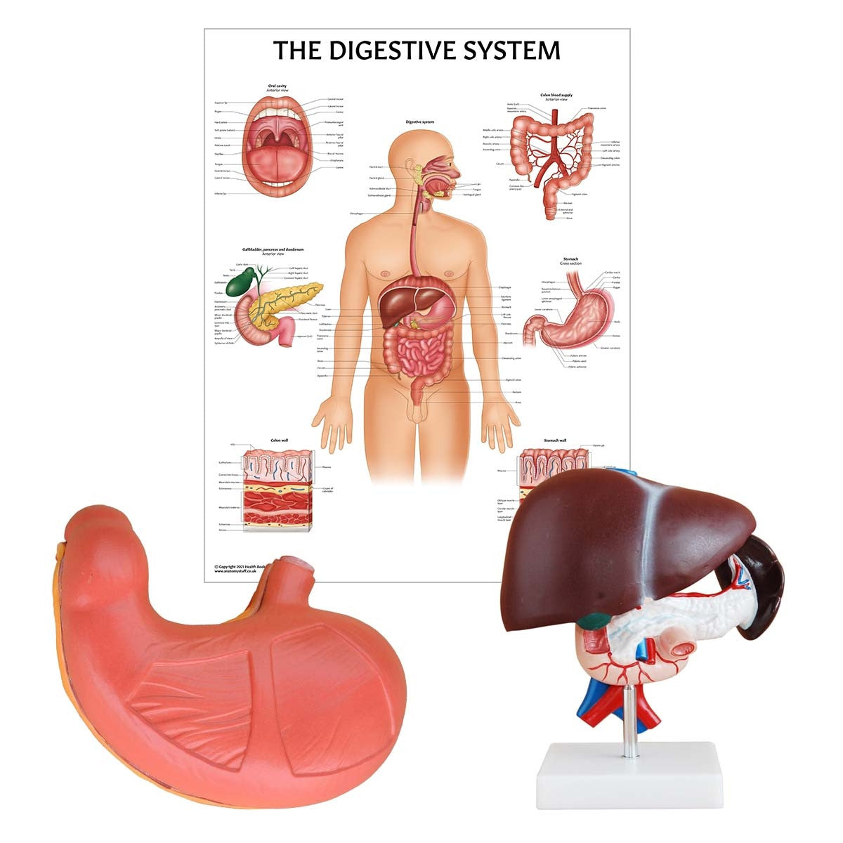 Digestive System Anatomy Collection