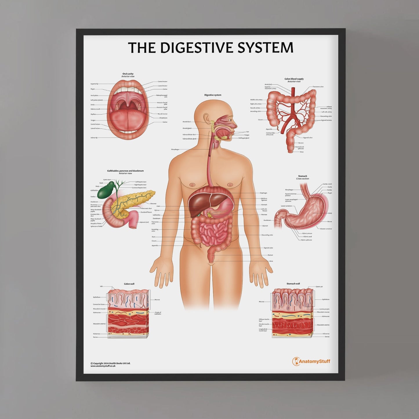 Digestive System Anatomy Chart / Poster - Part of Collection