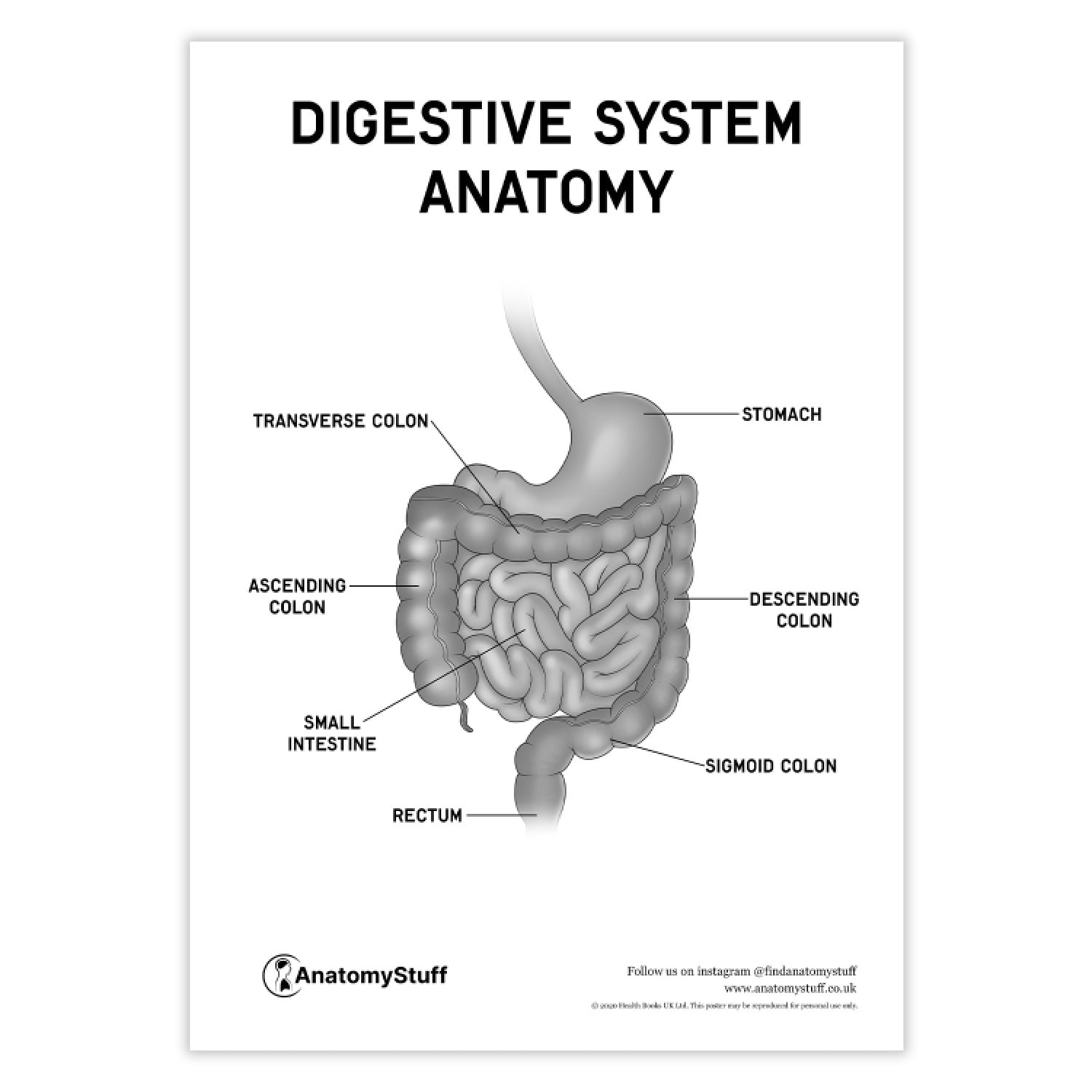 Digestive System Anatomy Poster PDF