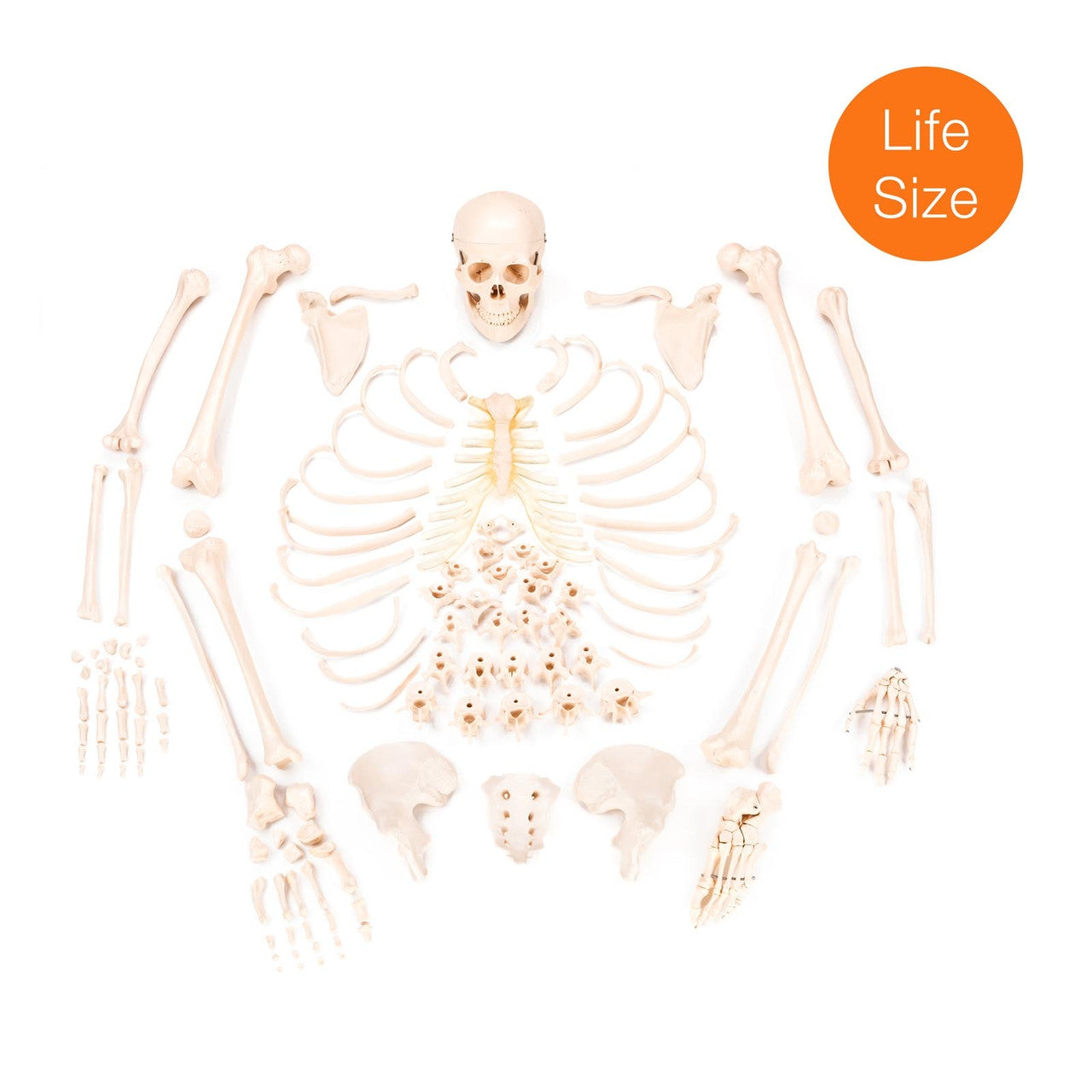 Budget Disarticulated Skeleton Model