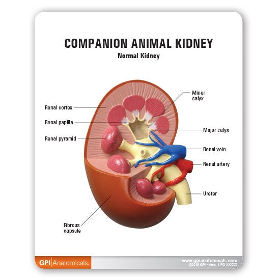 Companion Animal Kidney Model (2 part)