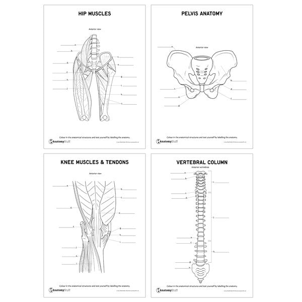 Human Anatomy Downloadable Worksheet - Hip Muscles, Pelvis Anatomy, Knee Muscles & Tendons and Vertebral Column.