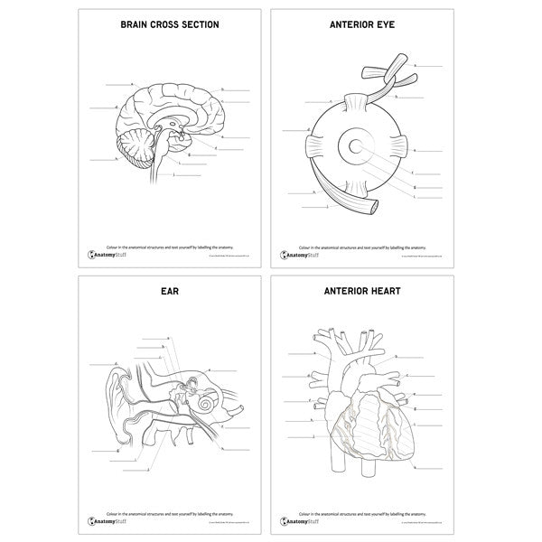 Brain Cross Section, Anterior Eye, Ear and Anterior Eye Anatomy Worksheets