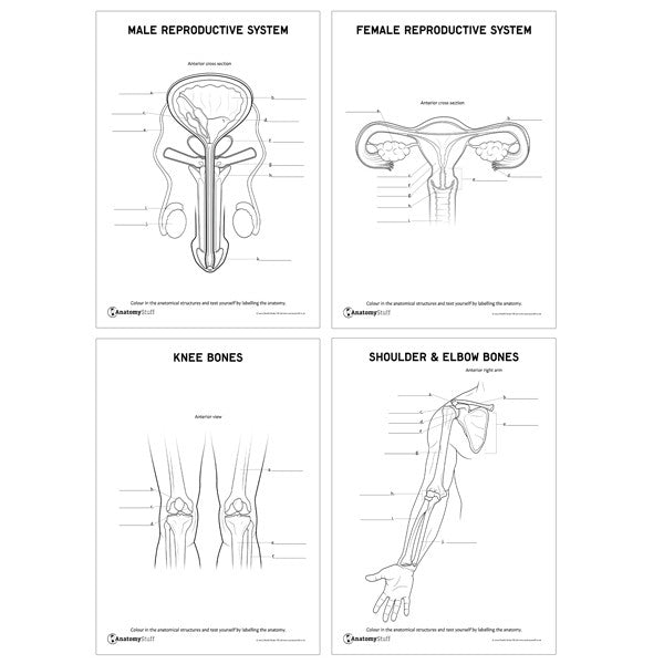 Male Reproductive System, Female Reproductive System, Knee Bones and Shoulder & Elbow Bones Revision Worksheets