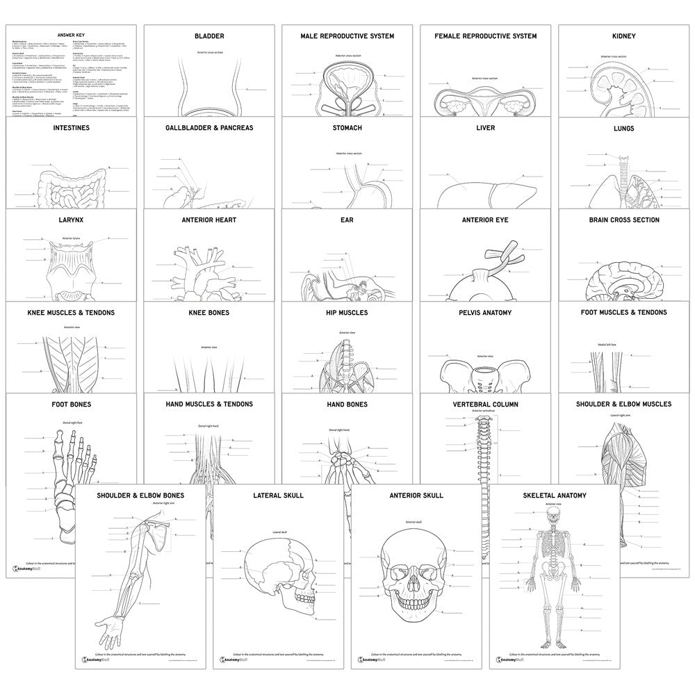 Complete Anatomy Downloadable Revision Pack