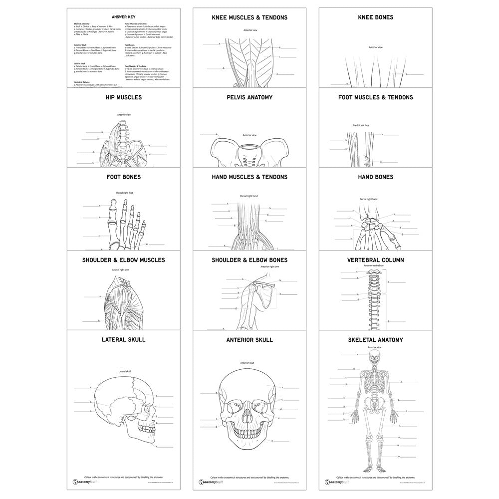Musculoskeletal Anatomy Revision Pack (Printable PDFs)