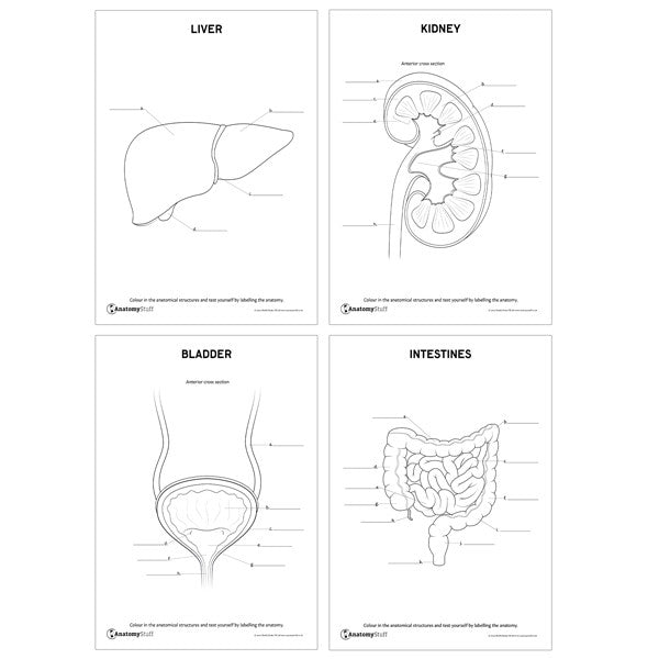 Internal Organs Revision Pack (Printable PDFs)