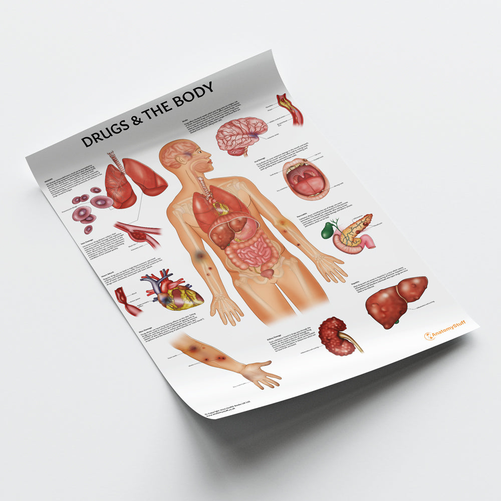 Drugs and The Body Chart / Poster