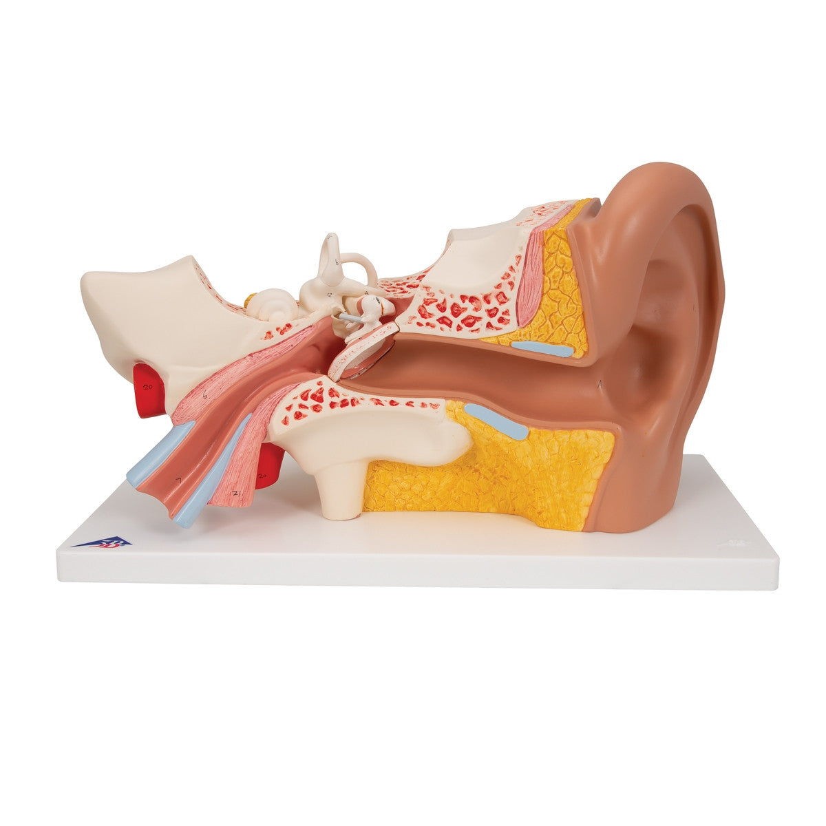 Ear Anatomy Model (3 times life size, 4 part)