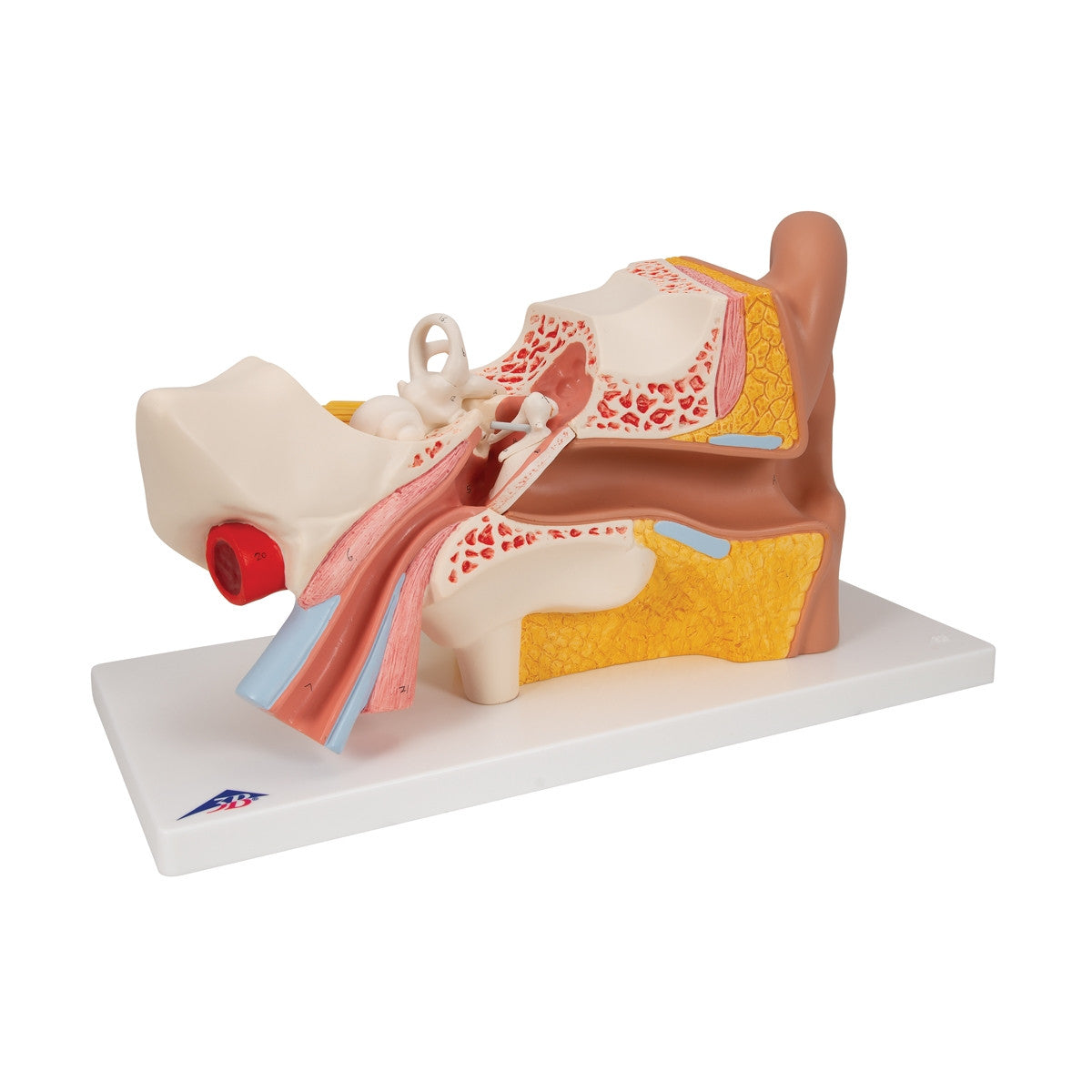 Ear Anatomy Model (3 times life size, 4 part)